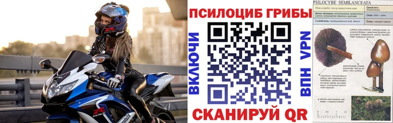 кракен как войти  Курск  Псилоцибиновые грибы MAGIC MUSHROOMS 